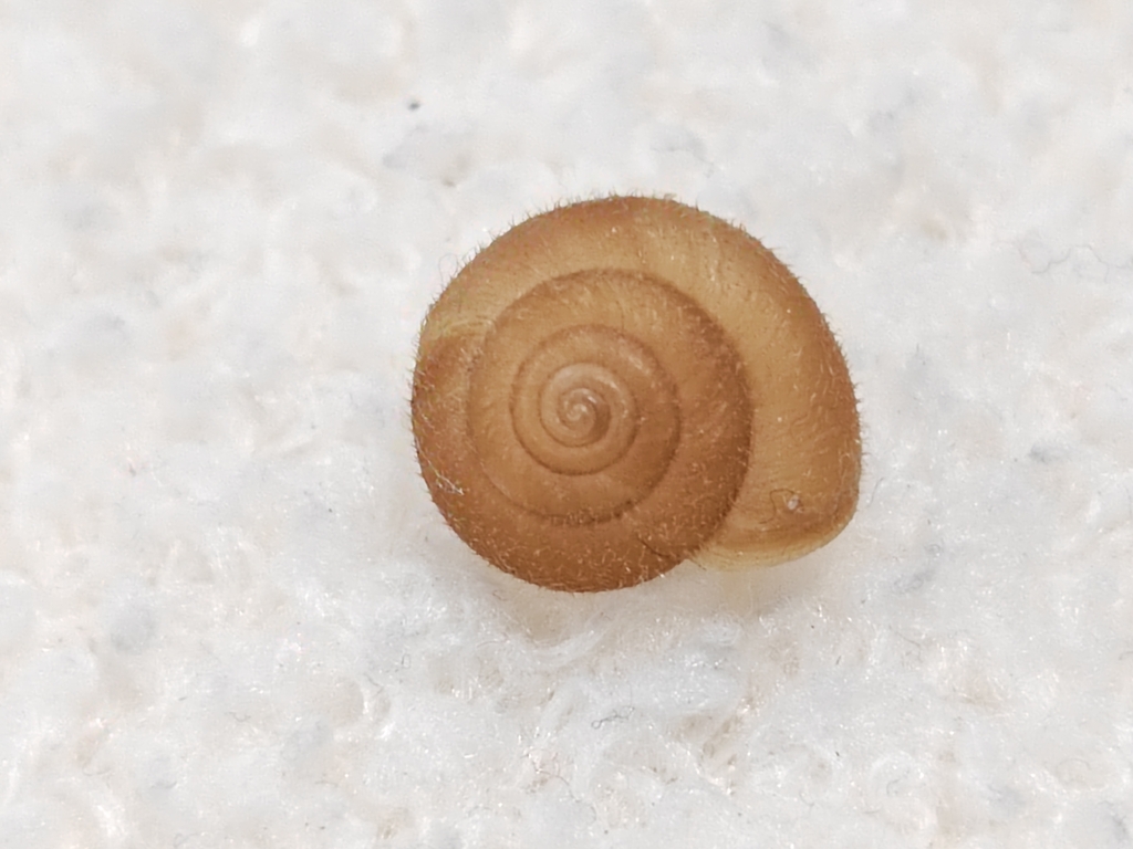 Metodontia wuduensis