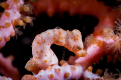 Denise's Pygmy Seahorse photo 2