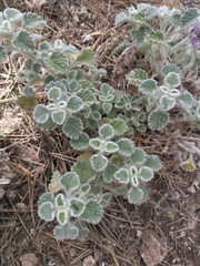 Marrubium supinum