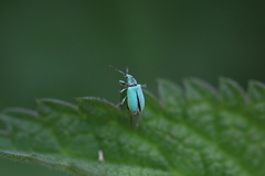 Phyllobius maculicornis