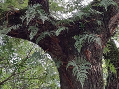 Davallia trichomanoides