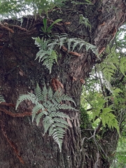Davallia trichomanoides