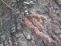 Davallia trichomanoides