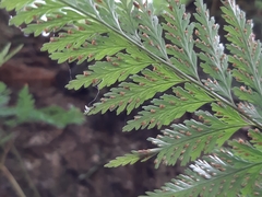 Davallia trichomanoides