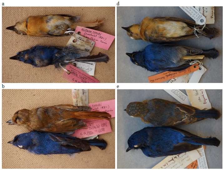 Rück's Blue Flycatcher photo