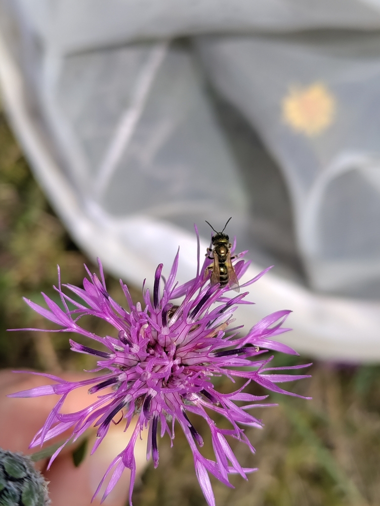 Halictus kessleri