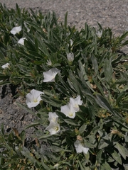 Convolvulus lineatus
