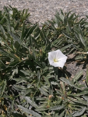 Convolvulus lineatus