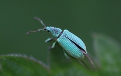 Phyllobius maculicornis