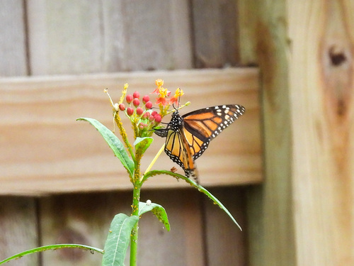 Monarch photographed in Texas