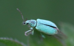 Phyllobius maculicornis