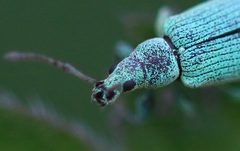 Phyllobius maculicornis