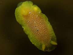 Doriopsilla gemela