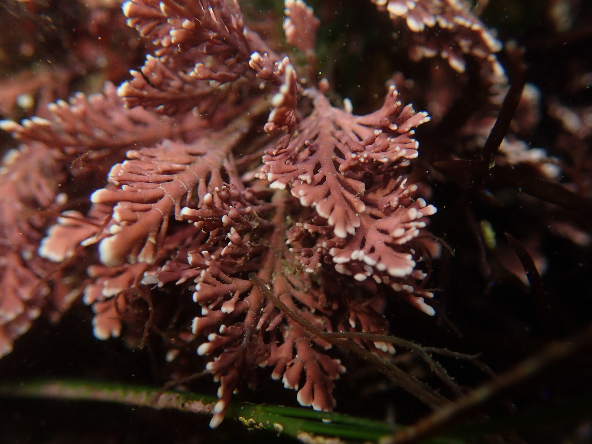 Corallina officinalis