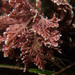 Common Coralline - Photo (c) Kat Halsey, some rights reserved (CC BY-NC), uploaded by Kat Halsey