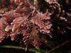 Common Coralline - Photo (c) Kat Halsey, some rights reserved (CC BY-NC), uploaded by Kat Halsey
