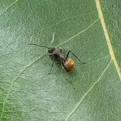 Polyrhachis aurea