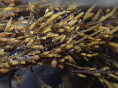 Sargassum muticum