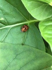 Harmonia axyridis