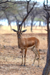 Gazella bennettii