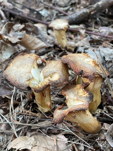 Cantharellus amethysteus — (c) Albert Surmacz, some rights reserved (CC BY)