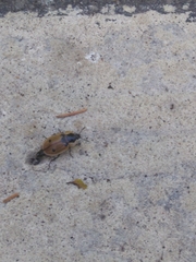 Dendroxena quadrimaculata