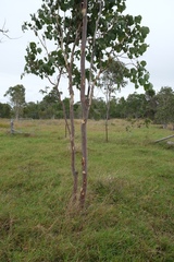 Eucalyptus platyphylla