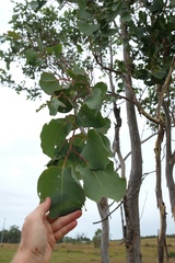 Eucalyptus platyphylla