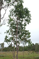 Eucalyptus platyphylla
