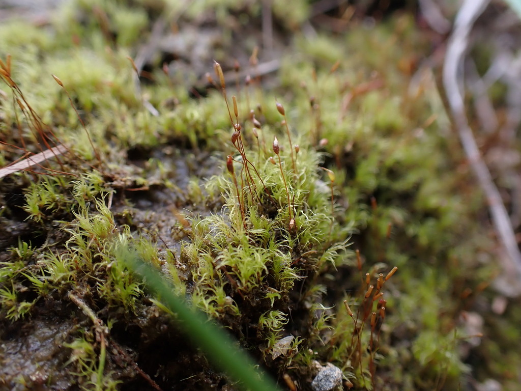 Dicranellopsidaceae