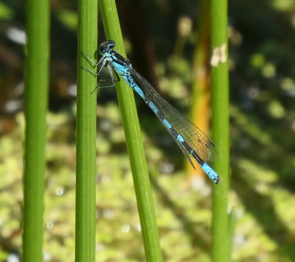 Spearhead Bluet