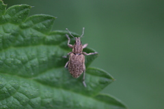 Tanymecus palliatus