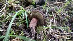 Tylopilus brunneus