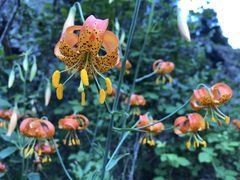 Lilium pardalinum shastense