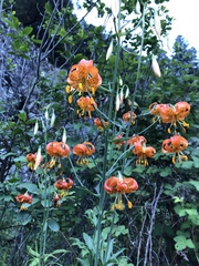 Lilium pardalinum shastense