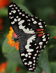 Papilio demoleus
