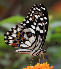 Papilio demoleus