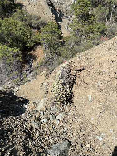 the cedars buckwheat (Eriogonum cedrorum)