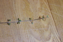 Coprosma tenuicaulis