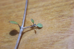 Coprosma tenuicaulis