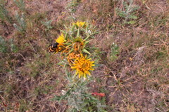 Berkheya heterophylla radiata
