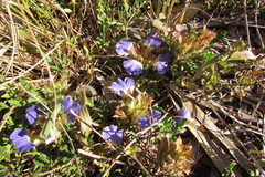 Blepharis procumbens