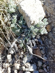 Jacobaea leucophylla