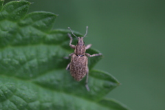 Tanymecus palliatus