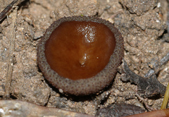 Peziza thozetii