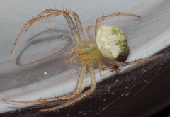 Araneus miniatus
