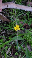 Oxalis exilis