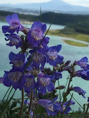 Penstemon gormanii