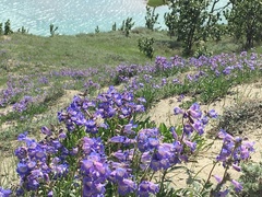 Penstemon gormanii