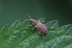Tanymecus palliatus